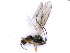  ( - BC-ZSM-HYM-24109-C10)  @12 [ ] CreativeCommons - Attribution Non-Commercial Share-Alike (2016) SNSB, Staatliche Naturwissenschaftliche Sammlungen Bayerns ZSM (SNSB, Zoologische Staatssammlung Muenchen)