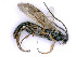  ( - BC-ZSM-HYM-24109-E09)  @11 [ ] by-nc-sa (2020) SNSB, Staatliche Naturwissenschaftliche Sammlungen Bayerns SNSB, Zoologische Staatssammlung Muenchen