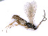  ( - BC-ZSM-HYM-24112-F09)  @13 [ ] CreativeCommons - Attribution Non-Commercial Share-Alike (2016) SNSB, Staatliche Naturwissenschaftliche Sammlungen Bayerns ZSM (SNSB, Zoologische Staatssammlung Muenchen)