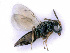  ( - BC-ZSM-HYM-24112-G03)  @11 [ ] CreativeCommons - Attribution Non-Commercial Share-Alike (2016) SNSB, Staatliche Naturwissenschaftliche Sammlungen Bayerns ZSM (SNSB, Zoologische Staatssammlung Muenchen)