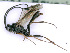  (Nemeritis - BC-ZSM-HYM-24112-H06)  @14 [ ] CreativeCommons - Attribution Non-Commercial Share-Alike (2016) SNSB, Staatliche Naturwissenschaftliche Sammlungen Bayerns ZSM (SNSB, Zoologische Staatssammlung Muenchen)
