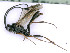  ( - BC-ZSM-HYM-24112-H06)  @14 [ ] by-nc-sa (2020) SNSB, Staatliche Naturwissenschaftliche Sammlungen Bayerns SNSB, Zoologische Staatssammlung Muenchen