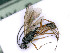  ( - BC-ZSM-HYM-24112-H08)  @14 [ ] by-nc-sa (2020) SNSB, Staatliche Naturwissenschaftliche Sammlungen Bayerns SNSB, Zoologische Staatssammlung Muenchen