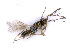  ( - BC-ZSM-HYM-24113-G08)  @11 [ ] CreativeCommons - Attribution Non-Commercial Share-Alike (2016) SNSB, Staatliche Naturwissenschaftliche Sammlungen Bayerns ZSM (SNSB, Zoologische Staatssammlung Muenchen)