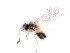  ( - BC-ZSM-HYM-24114-D05)  @11 [ ] CreativeCommons - Attribution Non-Commercial Share-Alike (2016) SNSB, Staatliche Naturwissenschaftliche Sammlungen Bayerns ZSM (SNSB, Zoologische Staatssammlung Muenchen)