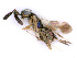  ( - BC-ZSM-HYM-24114-H05)  @11 [ ] CreativeCommons - Attribution Non-Commercial Share-Alike (2016) SNSB, Staatliche Naturwissenschaftliche Sammlungen Bayerns ZSM (SNSB, Zoologische Staatssammlung Muenchen)