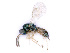  (Trichomalus perfectus - BC-ZSM-HYM-24114-H08)  @13 [ ] CreativeCommons - Attribution Non-Commercial Share-Alike (2016) SNSB, Staatliche Naturwissenschaftliche Sammlungen Bayerns ZSM (SNSB, Zoologische Staatssammlung Muenchen)
