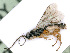  ( - BC-ZSM-HYM-24115-C12)  @12 [ ] CreativeCommons - Attribution Non-Commercial Share-Alike (2016) SNSB, Staatliche Naturwissenschaftliche Sammlungen Bayerns ZSM (SNSB, Zoologische Staatssammlung Muenchen)