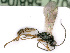  ( - BC-ZSM-HYM-24115-D03)  @13 [ ] CreativeCommons - Attribution Non-Commercial Share-Alike (2016) SNSB, Staatliche Naturwissenschaftliche Sammlungen Bayerns ZSM (SNSB, Zoologische Staatssammlung Muenchen)