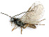  ( - BC-ZSM-HYM-24115-H08)  @11 [ ] CreativeCommons - Attribution Non-Commercial Share-Alike (2016) SNSB, Staatliche Naturwissenschaftliche Sammlungen Bayerns ZSM (SNSB, Zoologische Staatssammlung Muenchen)