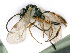  (Theroscopus bonelli - BC-ZSM-HYM-24116-A04)  @13 [ ] CreativeCommons - Attribution Non-Commercial Share-Alike (2016) SNSB, Staatliche Naturwissenschaftliche Sammlungen Bayerns ZSM (SNSB, Zoologische Staatssammlung Muenchen)