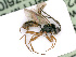  ( - BC-ZSM-HYM-24116-A07)  @13 [ ] CreativeCommons - Attribution Non-Commercial Share-Alike (2016) SNSB, Staatliche Naturwissenschaftliche Sammlungen Bayerns ZSM (SNSB, Zoologische Staatssammlung Muenchen)