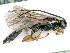  ( - BC-ZSM-HYM-24116-A12)  @12 [ ] CreativeCommons - Attribution Non-Commercial Share-Alike (2016) SNSB, Staatliche Naturwissenschaftliche Sammlungen Bayerns ZSM (SNSB, Zoologische Staatssammlung Muenchen)
