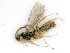  ( - BC-ZSM-HYM-24116-E09)  @13 [ ] CreativeCommons - Attribution Non-Commercial Share-Alike (2016) SNSB, Staatliche Naturwissenschaftliche Sammlungen Bayerns ZSM (SNSB, Zoologische Staatssammlung Muenchen)