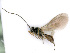  ( - BC-ZSM-HYM-24116-E11)  @12 [ ] CreativeCommons - Attribution Non-Commercial Share-Alike (2016) SNSB, Staatliche Naturwissenschaftliche Sammlungen Bayerns ZSM (SNSB, Zoologische Staatssammlung Muenchen)