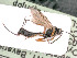  ( - BC-ZSM-HYM-24117-A05)  @11 [ ] by-nc-sa (2020) SNSB, Staatliche Naturwissenschaftliche Sammlungen Bayerns SNSB, Zoologische Staatssammlung Muenchen