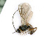  (Chorebus talaris - BC-ZSM-HYM-24118-C07)  @14 [ ] CreativeCommons - Attribution Non-Commercial Share-Alike (2016) SNSB, Staatliche Naturwissenschaftliche Sammlungen Bayerns ZSM (SNSB, Zoologische Staatssammlung Muenchen)