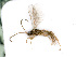  ( - BC-ZSM-HYM-24118-C08)  @13 [ ] CreativeCommons - Attribution Non-Commercial Share-Alike (2016) SNSB, Staatliche Naturwissenschaftliche Sammlungen Bayerns ZSM (SNSB, Zoologische Staatssammlung Muenchen)