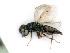 ( - BC-ZSM-HYM-24119-E10)  @11 [ ] by-nc-sa (2020) SNSB, Staatliche Naturwissenschaftliche Sammlungen Bayerns SNSB, Zoologische Staatssammlung Muenchen