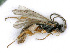  ( - BC-ZSM-HYM-24119-F04)  @13 [ ] CreativeCommons - Attribution Non-Commercial Share-Alike (2016) SNSB, Staatliche Naturwissenschaftliche Sammlungen Bayerns ZSM (SNSB, Zoologische Staatssammlung Muenchen)