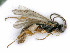 ( - BC-ZSM-HYM-24119-F04)  @13 [ ] by-nc-sa (2020) SNSB, Staatliche Naturwissenschaftliche Sammlungen Bayerns SNSB, Zoologische Staatssammlung Muenchen