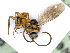  ( - BC-ZSM-HYM-24119-F08)  @12 [ ] CreativeCommons - Attribution Non-Commercial Share-Alike (2016) SNSB, Staatliche Naturwissenschaftliche Sammlungen Bayerns ZSM (SNSB, Zoologische Staatssammlung Muenchen)