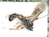  ( - BC-ZSM-HYM-24119-G08)  @11 [ ] CreativeCommons - Attribution Non-Commercial Share-Alike (2016) SNSB, Staatliche Naturwissenschaftliche Sammlungen Bayerns ZSM (SNSB, Zoologische Staatssammlung Muenchen)
