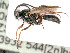  ( - BC-ZSM-HYM-24119-H05)  @11 [ ] by-nc-sa (2020) SNSB, Staatliche Naturwissenschaftliche Sammlungen Bayerns SNSB, Zoologische Staatssammlung Muenchen