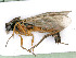  ( - BC-ZSM-HYM-24119-H11)  @14 [ ] by-nc-sa (2020) SNSB, Staatliche Naturwissenschaftliche Sammlungen Bayerns SNSB, Zoologische Staatssammlung Muenchen