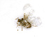  ( - BC-ZSM-HYM-24120-D03)  @11 [ ] CreativeCommons - Attribution Non-Commercial Share-Alike (2016) SNSB, Staatliche Naturwissenschaftliche Sammlungen Bayerns ZSM (SNSB, Zoologische Staatssammlung Muenchen)