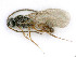  ( - BC-ZSM-HYM-24121-C06)  @11 [ ] by-nc-sa (2020) SNSB, Staatliche Naturwissenschaftliche Sammlungen Bayerns SNSB, Zoologische Staatssammlung Muenchen