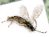  ( - BC-ZSM-HYM-24121-C12)  @13 [ ] CreativeCommons - Attribution Non-Commercial Share-Alike (2016) SNSB, Staatliche Naturwissenschaftliche Sammlungen Bayerns ZSM (SNSB, Zoologische Staatssammlung Muenchen)