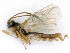  (Orthocentrinae - BC-ZSM-HYM-24121-D02)  @15 [ ] by-nc-sa (2020) SNSB, Staatliche Naturwissenschaftliche Sammlungen Bayerns SNSB, Zoologische Staatssammlung Muenchen