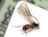  ( - BC-ZSM-HYM-24121-E01)  @12 [ ] CreativeCommons - Attribution Non-Commercial Share-Alike (2016) SNSB, Staatliche Naturwissenschaftliche Sammlungen Bayerns ZSM (SNSB, Zoologische Staatssammlung Muenchen)