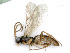  ( - BC-ZSM-HYM-24121-E11)  @14 [ ] CreativeCommons - Attribution Non-Commercial Share-Alike (2016) SNSB, Staatliche Naturwissenschaftliche Sammlungen Bayerns ZSM (SNSB, Zoologische Staatssammlung Muenchen)
