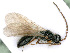  ( - BC-ZSM-HYM-24121-F03)  @11 [ ] CreativeCommons - Attribution Non-Commercial Share-Alike (2016) SNSB, Staatliche Naturwissenschaftliche Sammlungen Bayerns ZSM (SNSB, Zoologische Staatssammlung Muenchen)