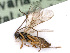  ( - BC-ZSM-HYM-24121-F04)  @13 [ ] CreativeCommons - Attribution Non-Commercial Share-Alike (2016) SNSB, Staatliche Naturwissenschaftliche Sammlungen Bayerns ZSM (SNSB, Zoologische Staatssammlung Muenchen)