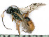  ( - BC-ZSM-HYM-24121-H03)  @11 [ ] by-nc-sa (2020) SNSB, Staatliche Naturwissenschaftliche Sammlungen Bayerns SNSB, Zoologische Staatssammlung Muenchen