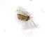  ( - BC-ZSM-HYM-24122-E03)  @11 [ ] CreativeCommons - Attribution Non-Commercial Share-Alike (2016) SNSB, Staatliche Naturwissenschaftliche Sammlungen Bayerns ZSM (SNSB, Zoologische Staatssammlung Muenchen)