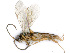  ( - BC-ZSM-HYM-24123-B02)  @14 [ ] CreativeCommons - Attribution Non-Commercial Share-Alike (2016) SNSB, Staatliche Naturwissenschaftliche Sammlungen Bayerns ZSM (SNSB, Zoologische Staatssammlung Muenchen)