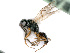  ( - BC-ZSM-HYM-24123-C11)  @13 [ ] CreativeCommons - Attribution Non-Commercial Share-Alike (2016) SNSB, Staatliche Naturwissenschaftliche Sammlungen Bayerns ZSM (SNSB, Zoologische Staatssammlung Muenchen)