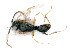  ( - BC-ZSM-HYM-24123-C12)  @12 [ ] by-nc-sa (2020) SNSB, Staatliche Naturwissenschaftliche Sammlungen Bayerns SNSB, Zoologische Staatssammlung Muenchen