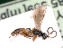  (Phygadeuon rotundipennis - BC-ZSM-HYM-24123-D11)  @12 [ ] CreativeCommons - Attribution Non-Commercial Share-Alike (2016) SNSB, Staatliche Naturwissenschaftliche Sammlungen Bayerns ZSM (SNSB, Zoologische Staatssammlung Muenchen)