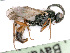  ( - BC-ZSM-HYM-24123-H02)  @11 [ ] CreativeCommons - Attribution Non-Commercial Share-Alike (2016) SNSB, Staatliche Naturwissenschaftliche Sammlungen Bayerns ZSM (SNSB, Zoologische Staatssammlung Muenchen)