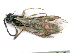  ( - BC-ZSM-HYM-24123-H10)  @12 [ ] CreativeCommons - Attribution Non-Commercial Share-Alike (2016) SNSB, Staatliche Naturwissenschaftliche Sammlungen Bayerns ZSM (SNSB, Zoologische Staatssammlung Muenchen)