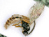  (Adelognathus dorsalis - BC-ZSM-HYM-24124-D02)  @14 [ ] CreativeCommons - Attribution Non-Commercial Share-Alike (2016) SNSB, Staatliche Naturwissenschaftliche Sammlungen Bayerns ZSM (SNSB, Zoologische Staatssammlung Muenchen)