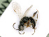  ( - BC-ZSM-HYM-24125-A01)  @13 [ ] CreativeCommons - Attribution Non-Commercial Share-Alike (2016) SNSB, Staatliche Naturwissenschaftliche Sammlungen Bayerns ZSM (SNSB, Zoologische Staatssammlung Muenchen)