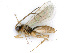  ( - BC-ZSM-HYM-24125-D03)  @13 [ ] CreativeCommons - Attribution Non-Commercial Share-Alike (2016) SNSB, Staatliche Naturwissenschaftliche Sammlungen Bayerns ZSM (SNSB, Zoologische Staatssammlung Muenchen)