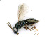  ( - BC-ZSM-HYM-24125-G11)  @11 [ ] CreativeCommons - Attribution Non-Commercial Share-Alike (2016) SNSB, Staatliche Naturwissenschaftliche Sammlungen Bayerns ZSM (SNSB, Zoologische Staatssammlung Muenchen)