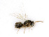  ( - BC-ZSM-HYM-24127-A01)  @12 [ ] CreativeCommons - Attribution Non-Commercial Share-Alike (2016) SNSB, Staatliche Naturwissenschaftliche Sammlungen Bayerns ZSM (SNSB, Zoologische Staatssammlung Muenchen)